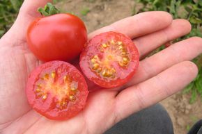 Tomate de plein champ 'Primavera' (semences) BIO