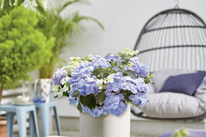 Hortensia � guirlande 'French Bolero�' bleu