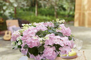 Hydrangea � guirlande 'French Bolero�' rose