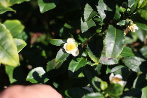 V�ritable th� Fresh-T� 'Bloomtea'�