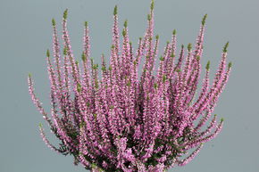 Bruy�re rustique Gardengirls� 'Freya' :