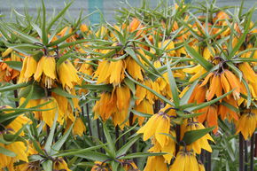 Couronne imp�riale 'Early Dream'