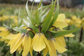 Couronne imp�riale 'Early Sensation'