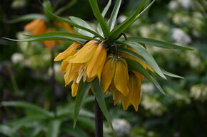 Fritillaire 'Paradise Beauty'