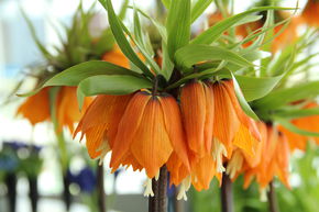 Couronne imp�riale 'Garland Star'