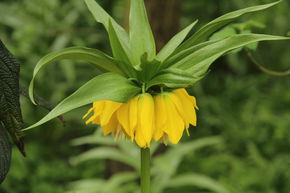Couronne imp�riale 'Lutea'