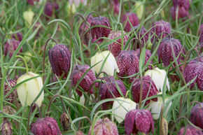 Fritillaire pintade (m�lange)