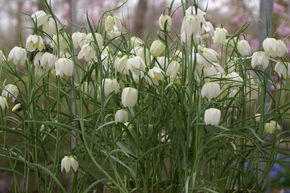 Fritillaire pintade 'Alba'