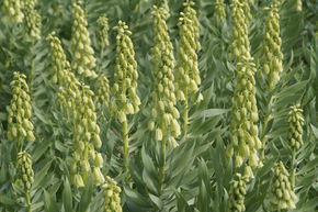 Fritillaire de Perse 'Ivory Bells�'