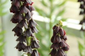 Fritillaire de Perse 'Twin Tower Tribute'