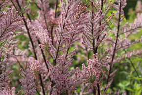 Tamaris de printemps