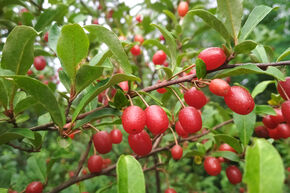 Goumi du Japon Pointilla Fruithunters� 'Cherrific Big'