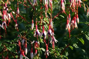 Fuchsia de Magellan 'Arauco'