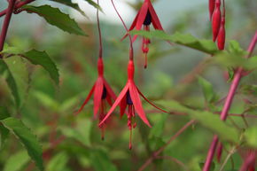 Fuchsia de Magellan 'Riccartonii'