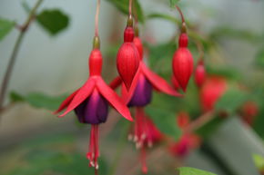 Fuchsia de Magellan 'Mrs. Popple'