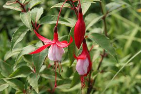 Fuchsia rustique 'Madame Cornelissen'