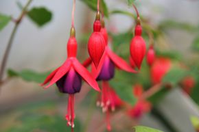 Fuchsia de Magellan 'Mrs. Popple'