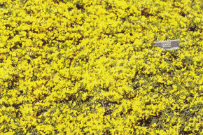 Gen�t poilu 'Vancouver Gold'