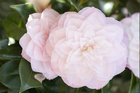 Cam�lia japonais 'Perfection White'