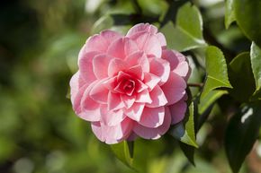 Cam�lia japonais 'Mrs. Tingley'