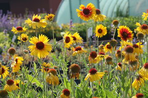 Gaillarde 'Amber Wheels'