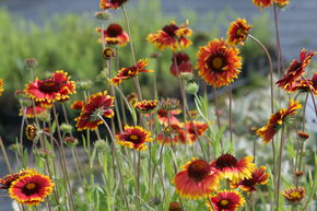 Gaillarde 'Bremen'
