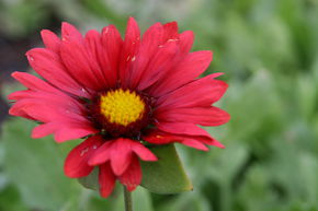 Gaillarde 'Burgunder'