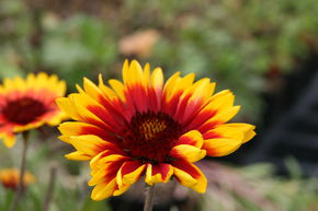 Gaillarde 'Kobold'