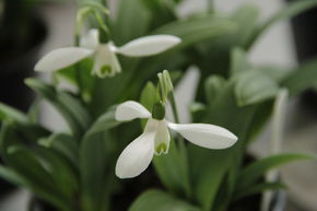 Perce-neige 'Mount Everest'