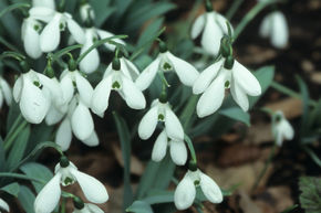 Perce-neige