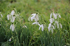 Perce-neige