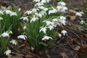 Perce-neige 'Flore Pleno'