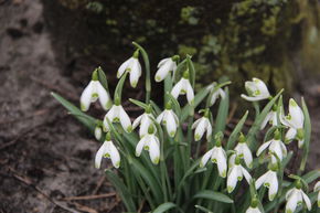 Perce-neige 'Viridapice'