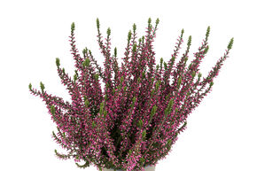 Bruy�re rustique Gardengirls� 'Amethyst'