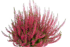 Bruy�re rustique Gardengirls� 'Angie'