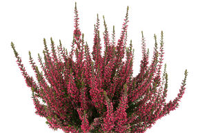 Bruy�re rustique Gardengirls� 'Athene'