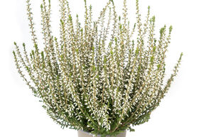 Bruy�re rustique Gardengirls� 'Bettina'