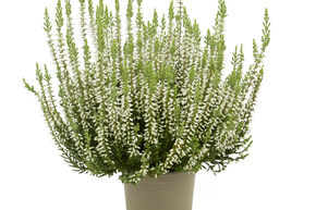 Bruy�re rustique Gardengirls� 'Betty'
