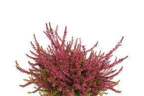 Bruy�re rustique Gardengirls� 'Bonita'