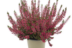 Bruy�re rustique Gardengirls� 'Danny'