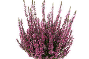Bruy�re rustique Gardengirls� 'Dunja'