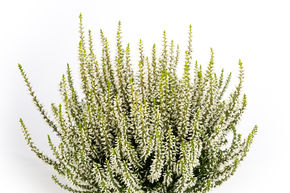 Bruy�re rustique Gardengirls� 'Elisa'