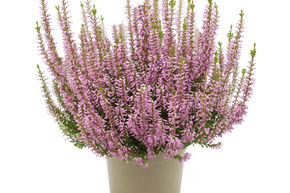 Bruy�re rustique Gardengirls� 'Fiona'