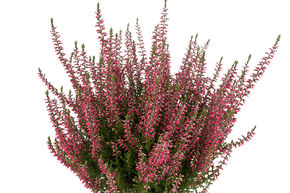 Bruy�re rustique Gardengirls� 'Franca'