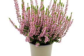 Bruy�re rustique Gardengirls� 'Gina'