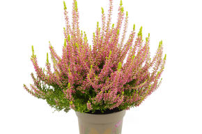 Bruy�re rustique Gardengirls� 'Golden Angie'