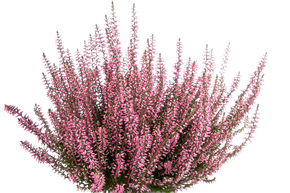 Bruy�re rustique Gardengirls� 'Greta' :