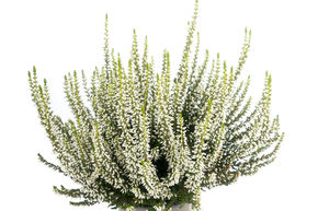 Bruy�re rustique Gardengirls� 'Helena'