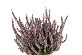 Bruy�re rustique Gardengirls� 'Hilda'