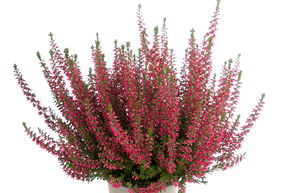 Bruy�re rustique Gardengirls� 'Irma'